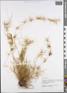 Agrostis canina L., Eastern Europe, Central forest-and-steppe region (E6) (Russia)