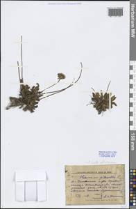 Pilosella officinarum Vaill., Eastern Europe, Central forest region (E5) (Russia)