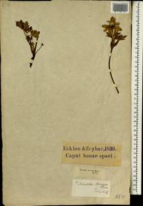 Anemone tenuifolia (L. fil.) DC., Africa (AFR) (South Africa)