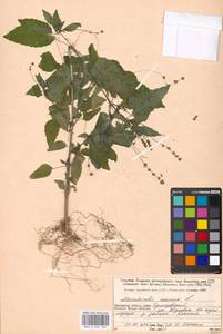 Mercurialis annua L., Eastern Europe, Moscow region (E4a) (Russia)