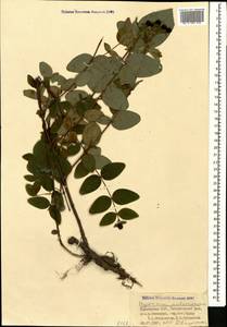 Hypericum androsaemum L., Caucasus, Georgia (K4) (Georgia)