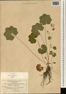 Alchemilla heptagona Juz., Eastern Europe, Moscow region (E4a) (Russia)