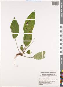 Hieracium subpellucidum (Norrl.) Norrl., Eastern Europe, Central region (E4) (Russia)