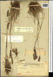 Koeleria pyramidata (Lam.) P.Beauv., Caucasus, Azerbaijan (K6) (Azerbaijan)