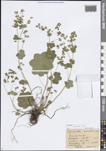 Alchemilla devestiens Juz., Eastern Europe, Moscow region (E4a) (Russia)