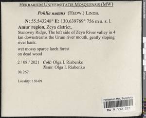 Pohlia nutans (Hedw.) Lindb., Bryophytes, Bryophytes - Russian Far East (excl. Chukotka & Kamchatka) (B20) (Russia)