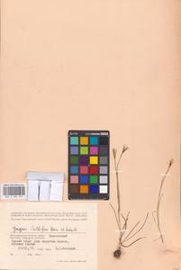 Gagea bulbifera (Pall.) Salisb., Eastern Europe, Lower Volga region (E9) (Russia)