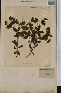 Euphorbia dulcis L., Western Europe (EUR) (Italy)