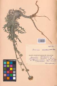Jurinea cretacea Bunge, Eastern Europe, Lower Volga region (E9) (Russia)
