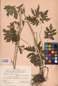 Chaerophyllum hirsutum L., Eastern Europe, West Ukrainian region (E13) (Ukraine)