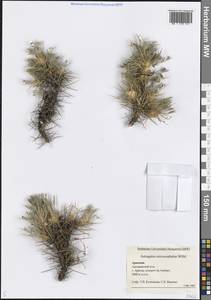 Astragalus microcephalus Willd., Caucasus, Armenia (K5) (Armenia)