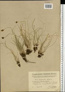 Carex stenophylla Wahlenb., Eastern Europe, Eastern region (E10) (Russia)