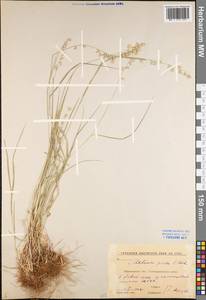 Melica picta K.Koch, Eastern Europe, Central forest-and-steppe region (E6) (Russia)