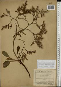 Goniolimon tataricum (L.) Boiss., Eastern Europe, Rostov Oblast (E12a) (Russia)