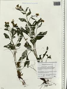 Symphytum tauricum Willd., Eastern Europe, Rostov Oblast (E12a) (Russia)