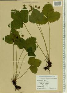Fragaria moschata Duchesne, Eastern Europe, Northern region (E1) (Russia)