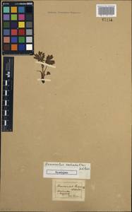 Ranunculus eschscholtzii Schltdl., America (AMER) (United States)