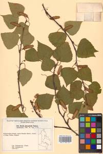 Betula pendula subsp. mandshurica (Regel) Ashburner & McAll., Siberia, Russian Far East (S6) (Russia)