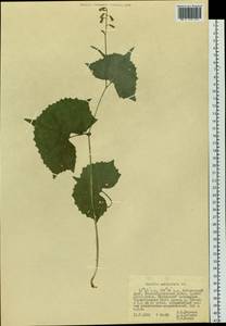 Parasenecio auriculata (DC.) J. R. Grant, Siberia, Russian Far East (S6) (Russia)