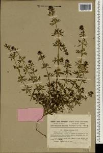 Galium tricornutum Dandy, South Asia, South Asia (Asia outside ex-Soviet states and Mongolia) (ASIA) (Israel)