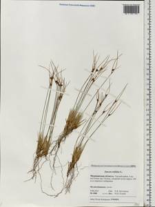 Oreojuncus trifidus (L.) Záv. Drábk. & Kirschner, Eastern Europe, Northern region (E1) (Russia)