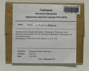 Gemmabryum subapiculatum (Hampe) J.R. Spence & H.P. Ramsay, Bryophytes, Bryophytes - South Urals (B14) (Russia)