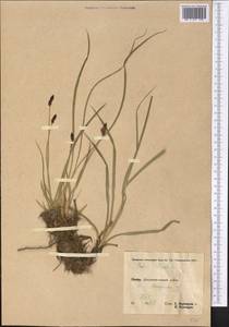 Carex orbicularis Boott, Middle Asia, Pamir & Pamiro-Alai (M2) (Tajikistan)
