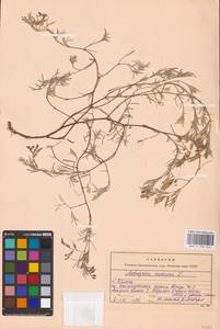 Astragalus arenarius L., Eastern Europe, Western region (E3) (Russia)