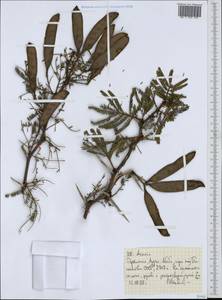 Acacia, Africa (AFR) (Ethiopia)