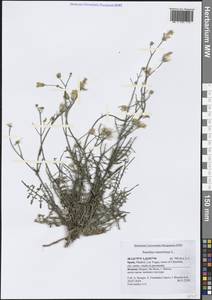 Sonchus tenerrimus L., Western Europe (EUR) (Spain)