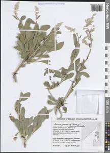 Aerva javanica (Burm.fil.) Juss., South Asia, South Asia (Asia outside ex-Soviet states and Mongolia) (ASIA) (United Arab Emirates)