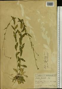 Arabis planisiliqua subsp. nemorensis (Wolf ex Hoffm.) Soják, Eastern Europe, Moscow region (E4a) (Russia)