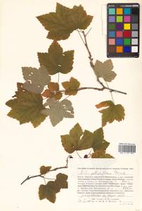 Ribes latifolium Jancz., Siberia, Russian Far East (S6) (Russia)