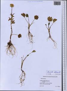 Ranunculus sulphureus Sol. ex J. B. Phipps, Western Europe (EUR) (Svalbard and Jan Mayen)