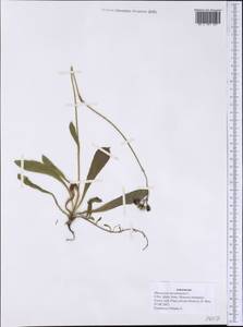 Pilosella aurantiaca subsp. aurantiaca, America (AMER) (United States)