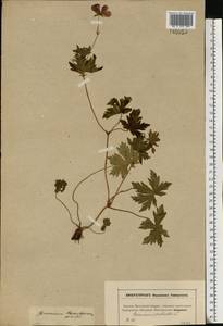 Geranium palustre L., Eastern Europe, Moscow region (E4a) (Russia)