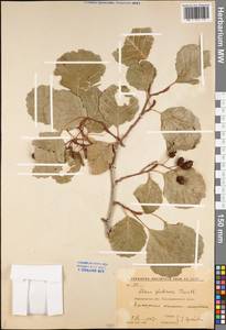 Alnus glutinosa (L.) Gaertn., Eastern Europe, Central forest-and-steppe region (E6) (Russia)
