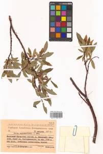 Salix saposhnikovii A. K. Skvortsov, Siberia, Western (Kazakhstan) Altai Mountains (S2a) (Kazakhstan)