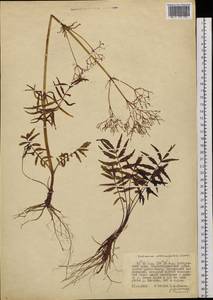 Valeriana officinalis L., Siberia, Russian Far East (S6) (Russia)