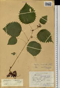 Girardinia diversifolia subsp. suborbiculata (C. J. Chen) C. J. Chen & Friis, Siberia, Russian Far East (S6) (Russia)