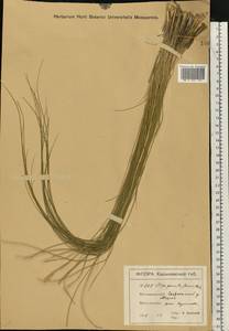Stipa pennata L., Eastern Europe, North Ukrainian region (E11) (Ukraine)