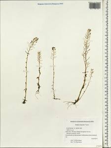 Draba eriopoda Turcz. ex Ledeb., South Asia, South Asia (Asia outside ex-Soviet states and Mongolia) (ASIA) (China)