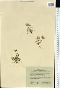 Geum selinifolium (Fisch. ex F. Schmidt) Hultén, Siberia, Russian Far East (S6) (Russia)
