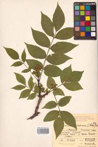 Phellodendron amurense var. sachalinense F.Schmidt, Siberia, Russian Far East (S6) (Russia)