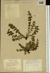 Centaurea benedicta (L.) L., Eastern Europe, Latvia (E2b) (Latvia)