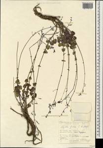 Nepeta teucriifolia, Caucasus, Turkish Caucasus (NE Turkey) (K7) (Turkey)