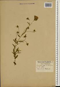 Convolvulus cantabrica L., Caucasus, Georgia (K4) (Georgia)