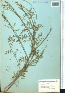 Astragalus macropterus DC., Middle Asia, Pamir & Pamiro-Alai (M2) (Tajikistan)