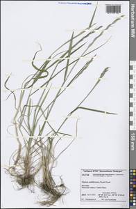 Elymus fibrosus (Schrenk) Tzvelev, Siberia, Central Siberia (S3) (Russia)