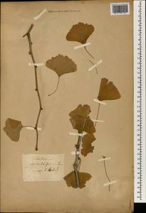 Ginkgo biloba L., South Asia, South Asia (Asia outside ex-Soviet states and Mongolia) (ASIA) (Not classified)